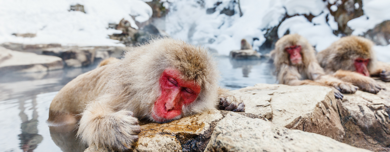 snow monkey in Jigokudani Monkey Park, Nagano snow monkey in Jigokudani Monkey Park, Nagano