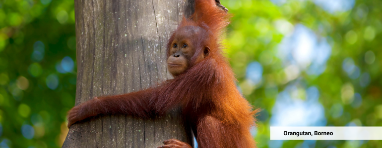 See the Orangutan in Borneo See the Orangutan in Borneo