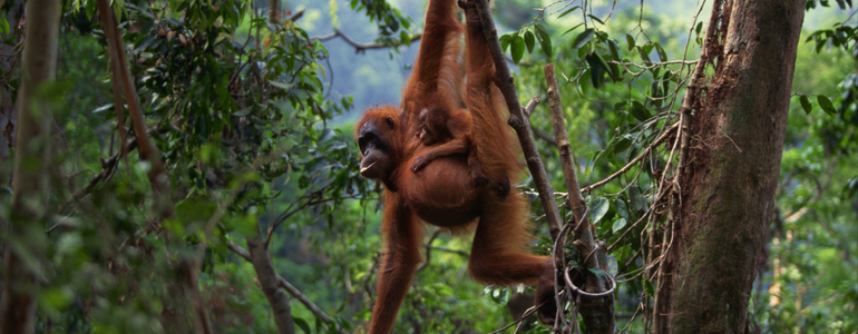 Orangutans in Borneo