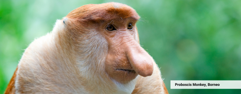 See the Proboscis Monkey in Bako National Park, Borneo, Malaysia See the Proboscis Monkey in Bako National Park, Borneo, Malaysia