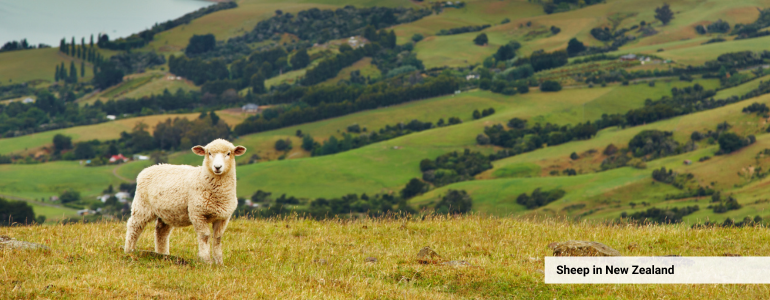 New Zealand Sheep