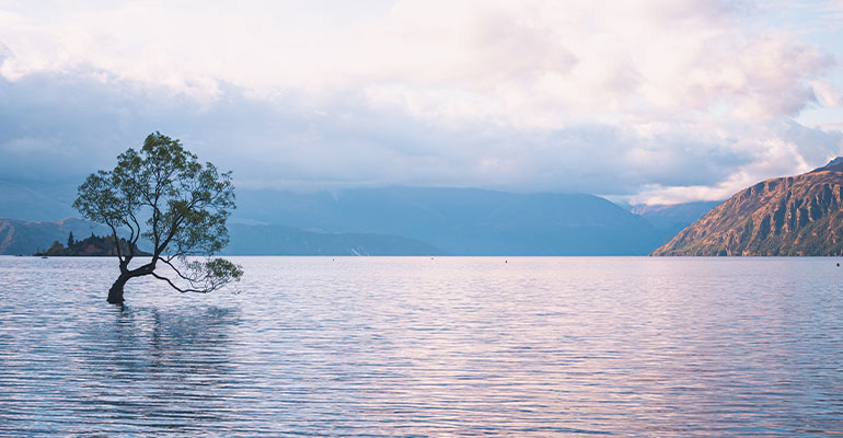 Wanaka tree