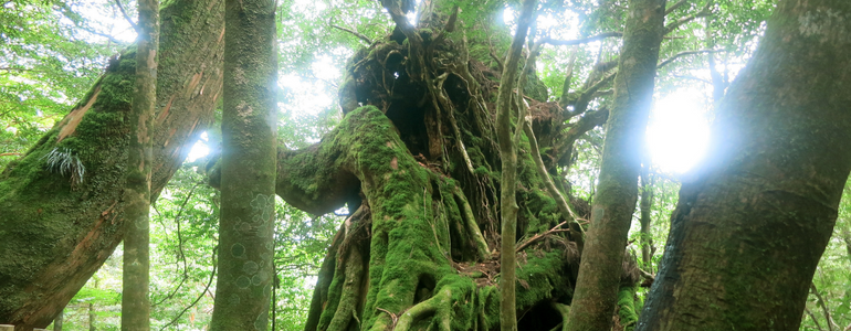 Yakushima Island, Japan