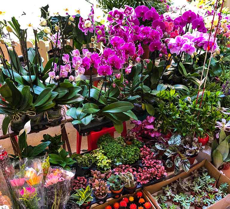 Singapore orchids