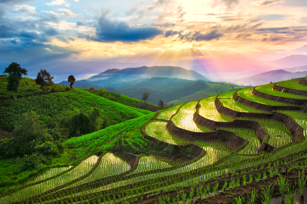 Rice fields in country Thailand