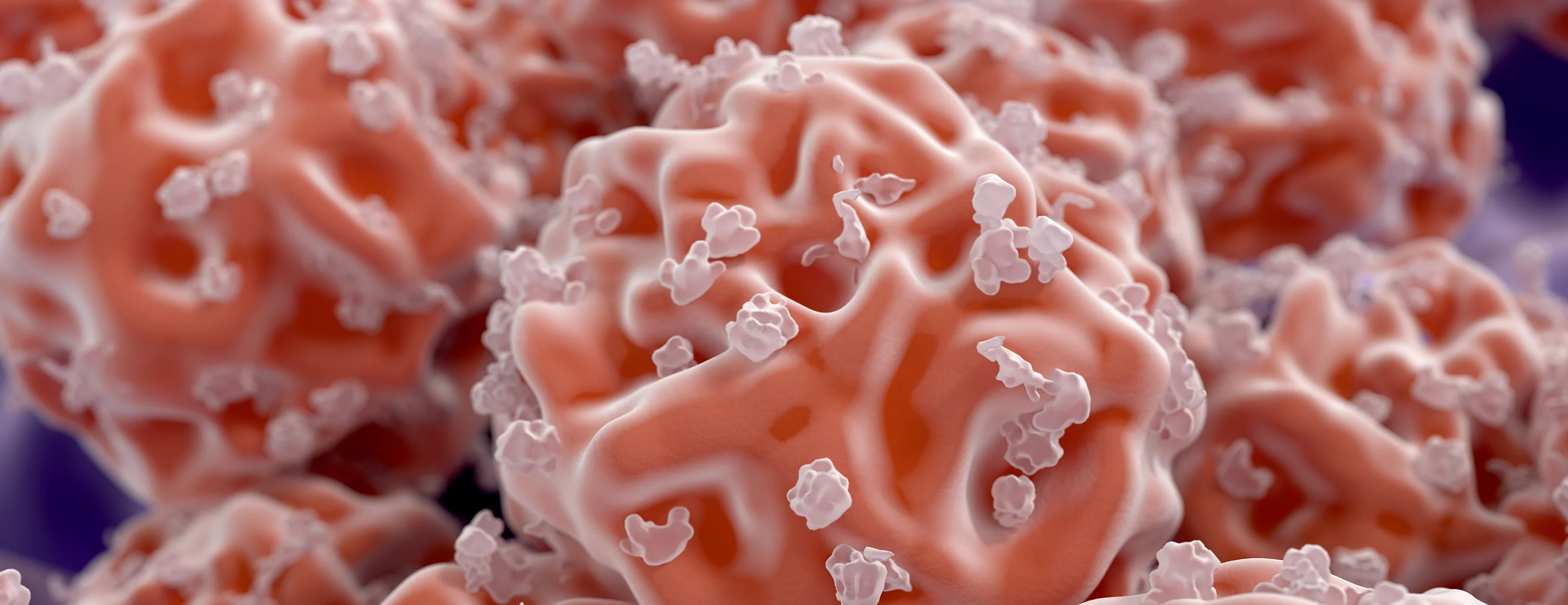 bone-marrow-transplant-process-2x