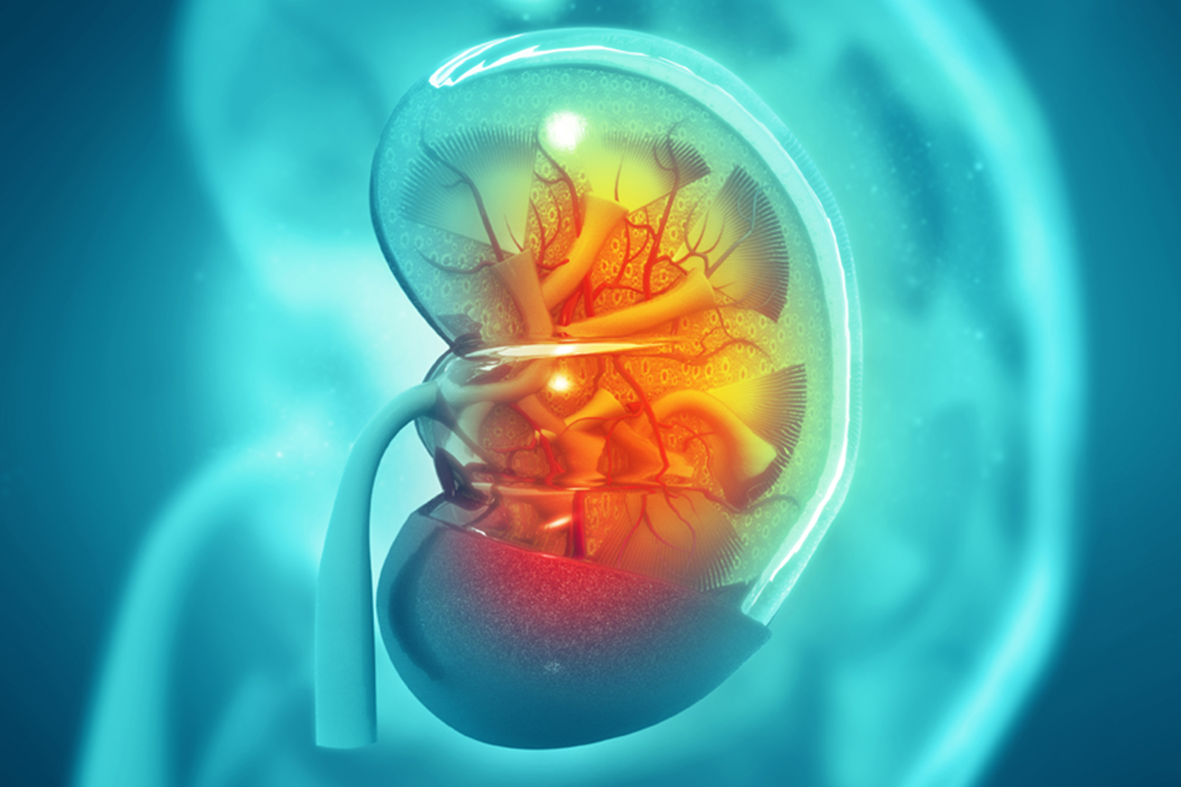living-donor-kidney-transplant-2x