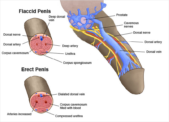 Mechanisms of penile erection illustration