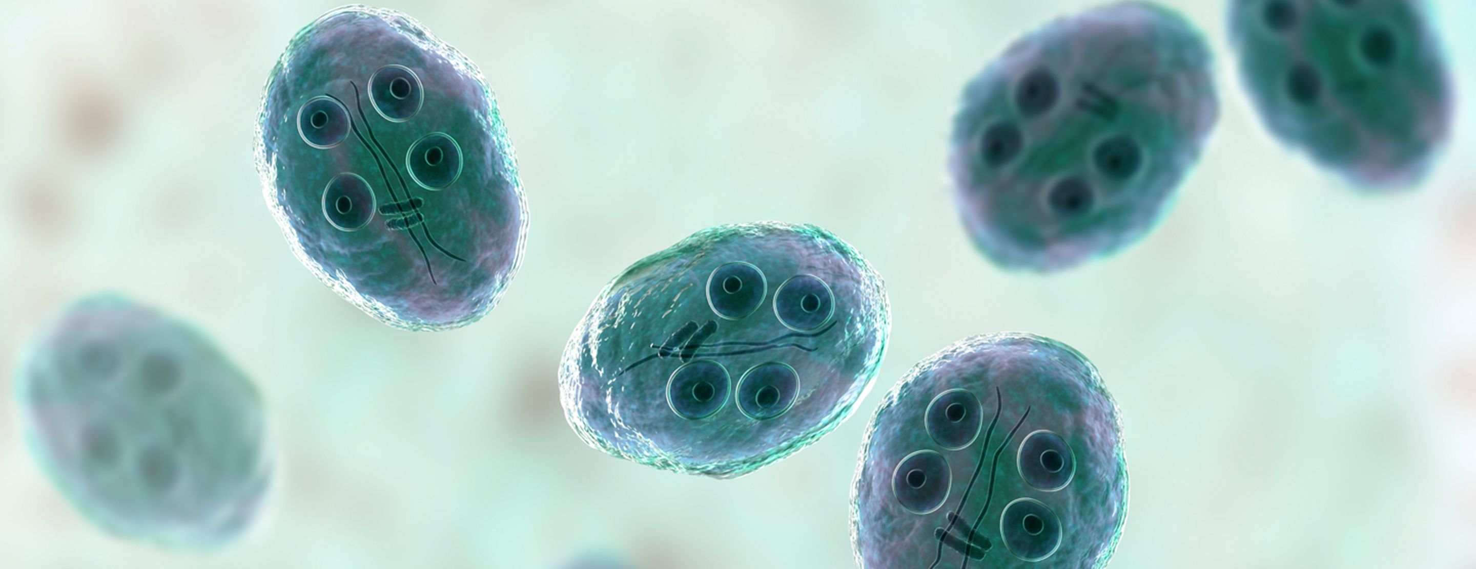 String Bacteria String test for intestinal parasites | UCSF Health