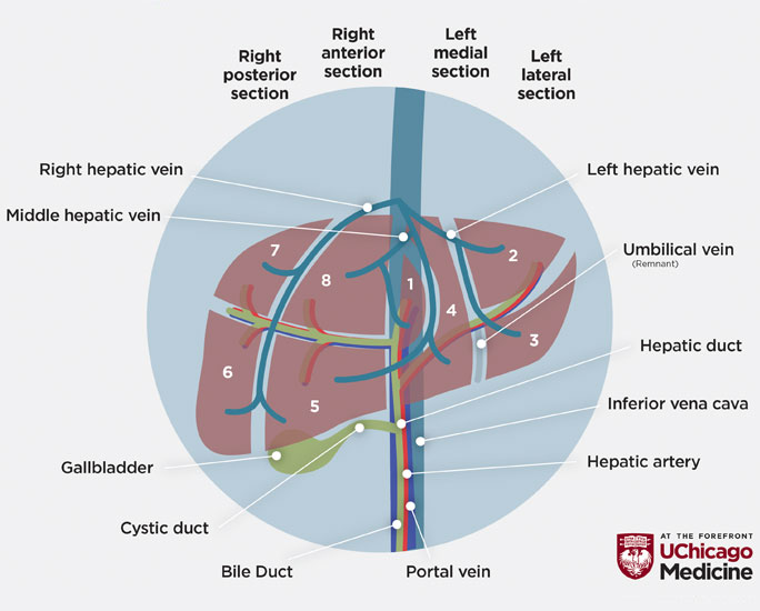 illustration of parts of the liver, hepatobiliary system
