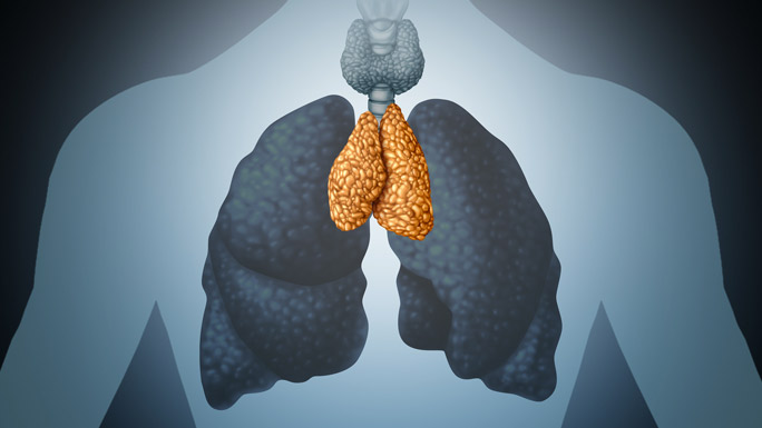 Illustration of the thymus