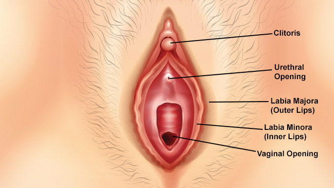 vulva anatomy