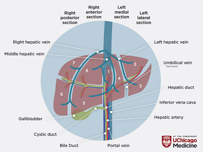 Infographic of the different parts of the liver