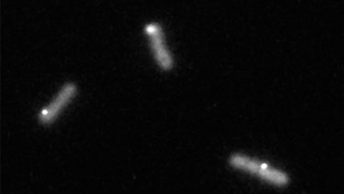 Fluorescent microscope images of cyanobacteria expressing the KidA protein with a fluorescent tag