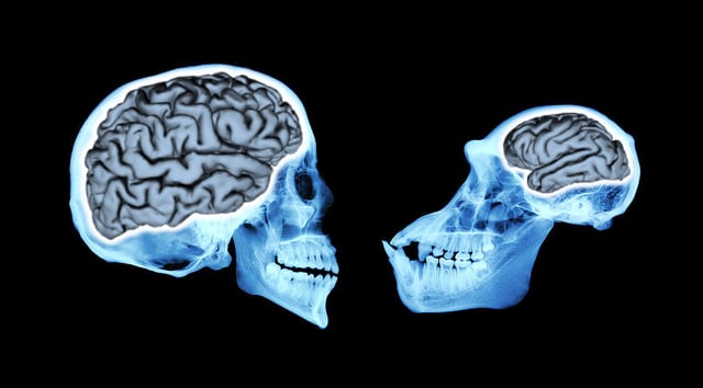 Human and chimp skulls