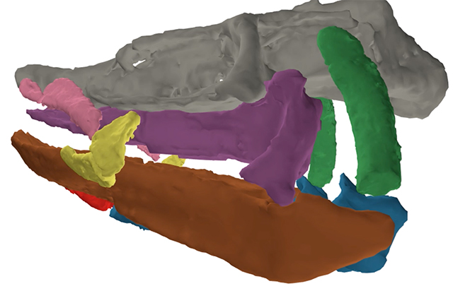 Tristychius color-coded skull