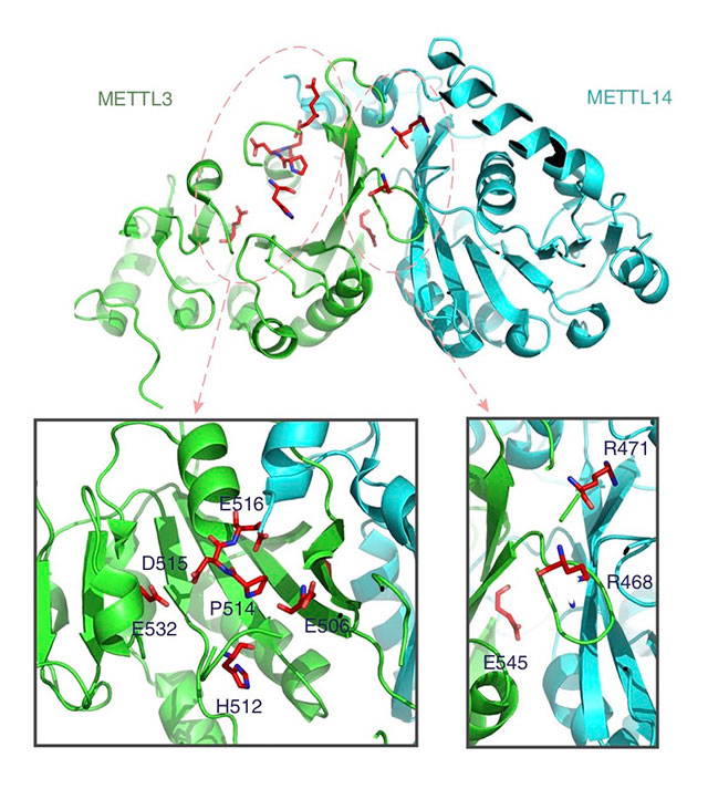 Illustration of METTL genes showing mutations