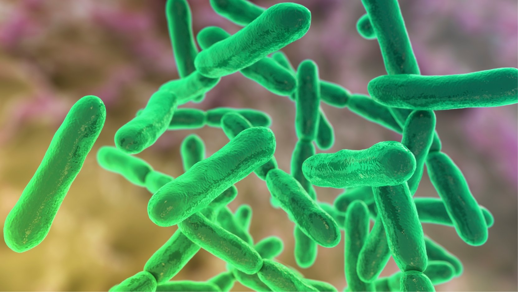 Photo: uchicagomedicine.org Engineered Probiotic Bacteria Slow Pancreatic Tumor Growth in Animal Study