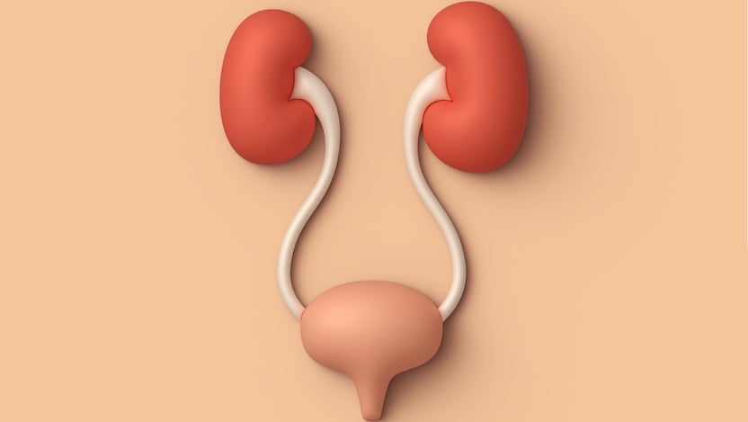What your urine says about your kidney health What your urine says about your kidney health