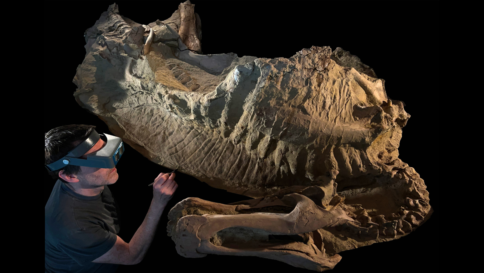 The dinosaur mummy nicknamed “Ed Jr.,” was covered by floodwaters some 66 million years ago. (UChicago Fossil Lab)