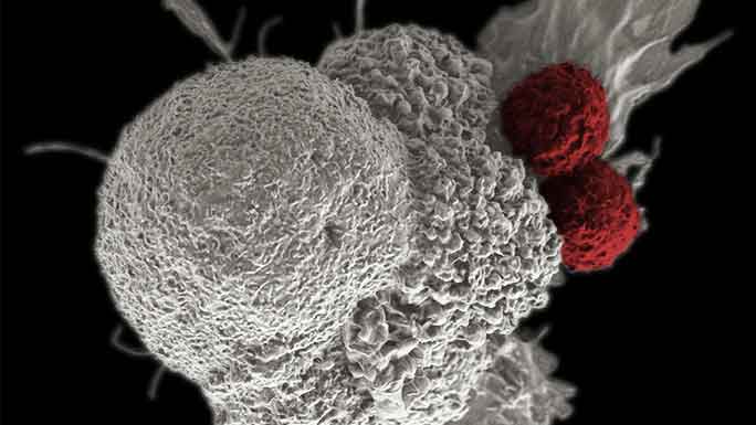 Cancer immune cells