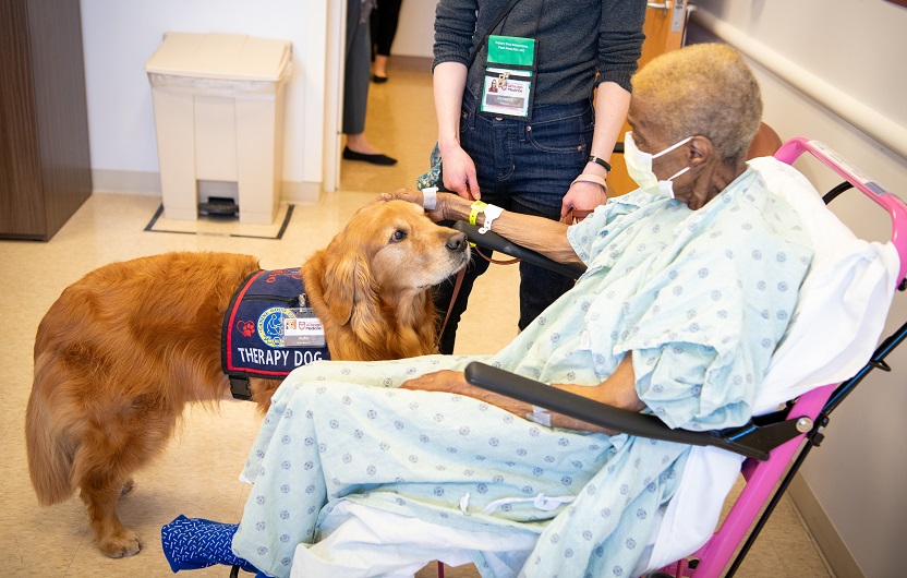 An elderly person in a hospital gown pets a golden retriever wearing a Therapy Dog vest