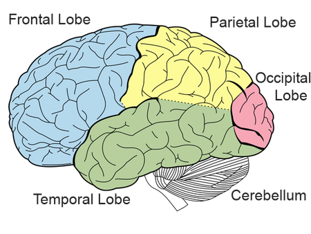 Brain Structure Diagram
