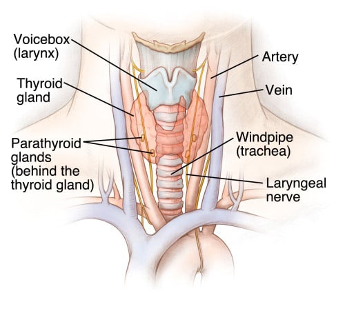 Parathyroid gland