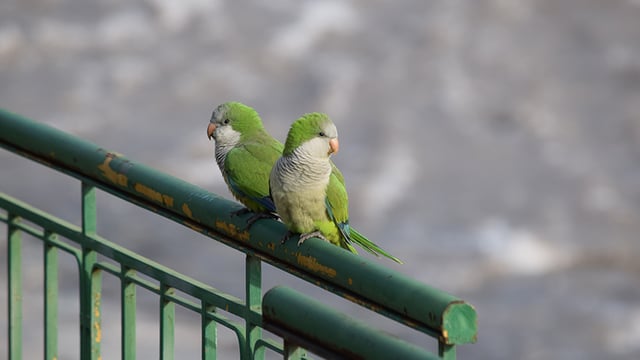 Monk parakeets in Hyde Park, Chicago
