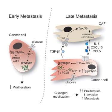 Fibroblasts Mobilize Tumor Cell Glycogen to Promote Proliferation and Metastasis