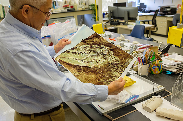 Zhe-Xi Luo looks at photos of the Microdocodon fossil in his lab (Credit: Matt Wood)