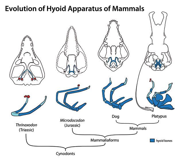 Modern mammals, such as the dog and the platypus, have segmented hyoid bones with mobile joints, arranged in saddle-like configuration. The new fossil of Microdocodon shows that its hyoids have the jointed segments, and arranged in a saddle shape, as those of modern mammals. (Credit: April Neander)