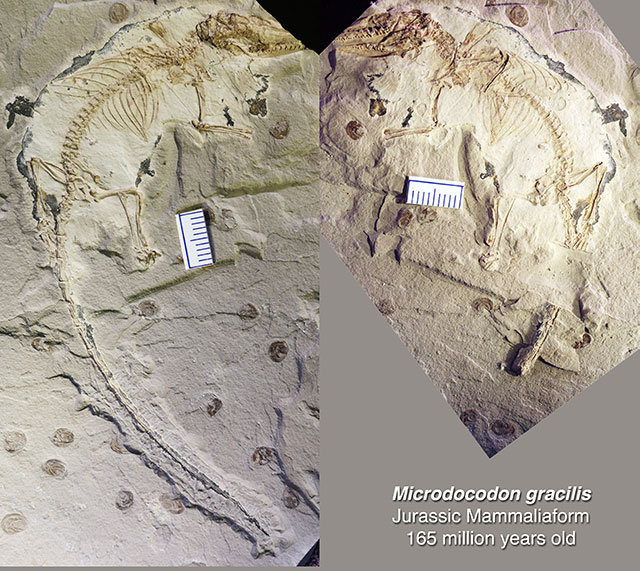 The fossil of Microdocodon gracilis is preserved in two rock slabs, found in a site near the Wuhua village in the Daohugou area of Inner Mongolia, China. (Credit: Zhe-Xi Luo)