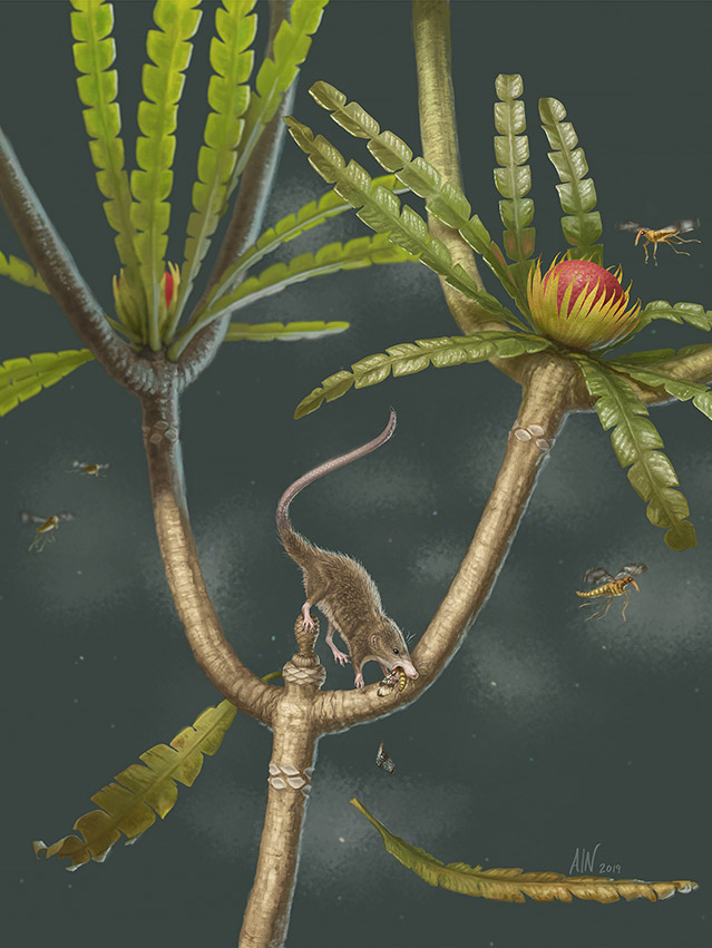 Microdocodon's slender and gracile skeleton suggests that it was an agile and active animal living in trees, with teeth designed for eating insects. (Credit: April Neander)