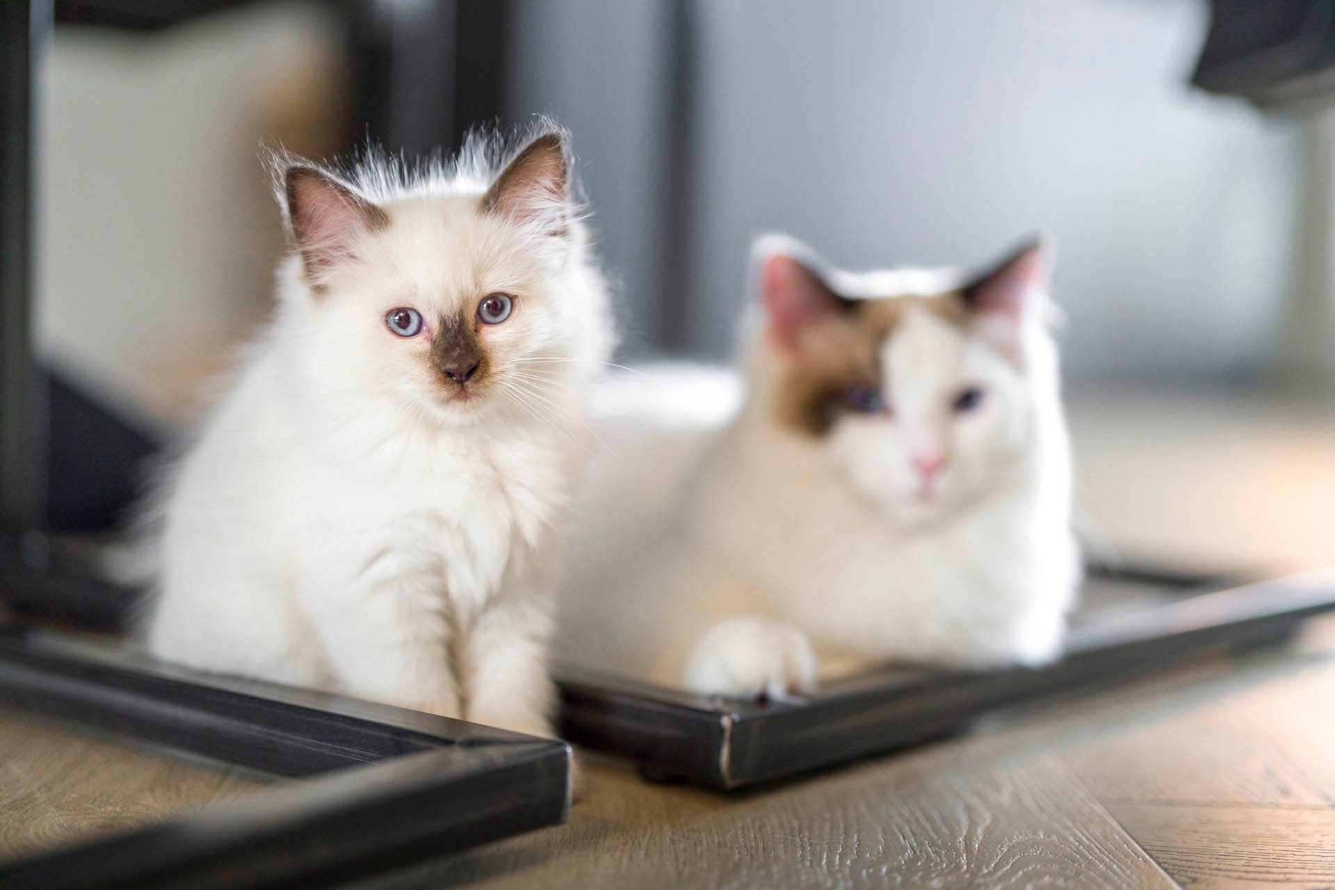 De twee katten van Daniëlle en Yorick
