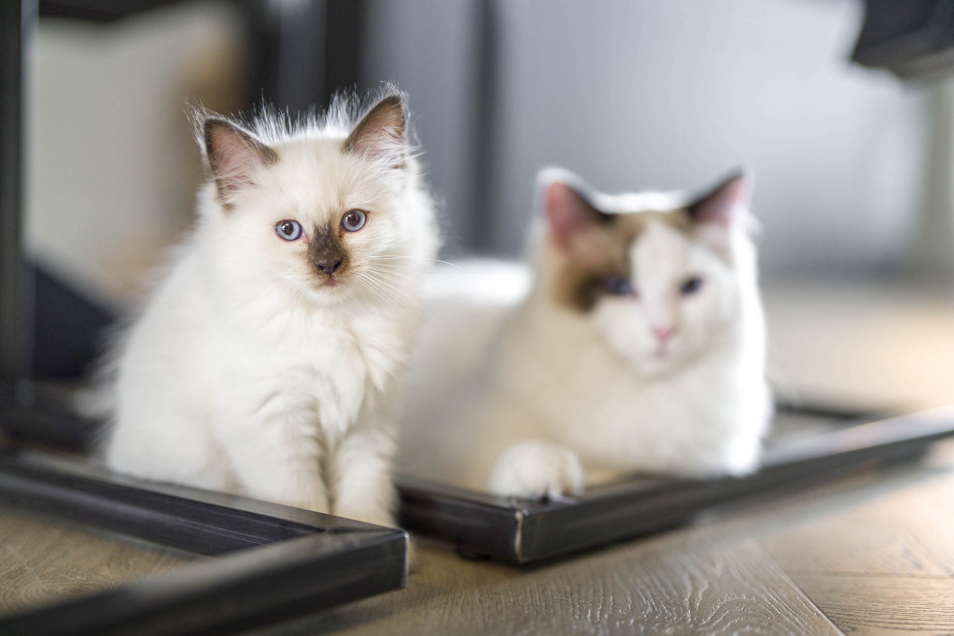 De twee katten van Daniëlle en Yorick