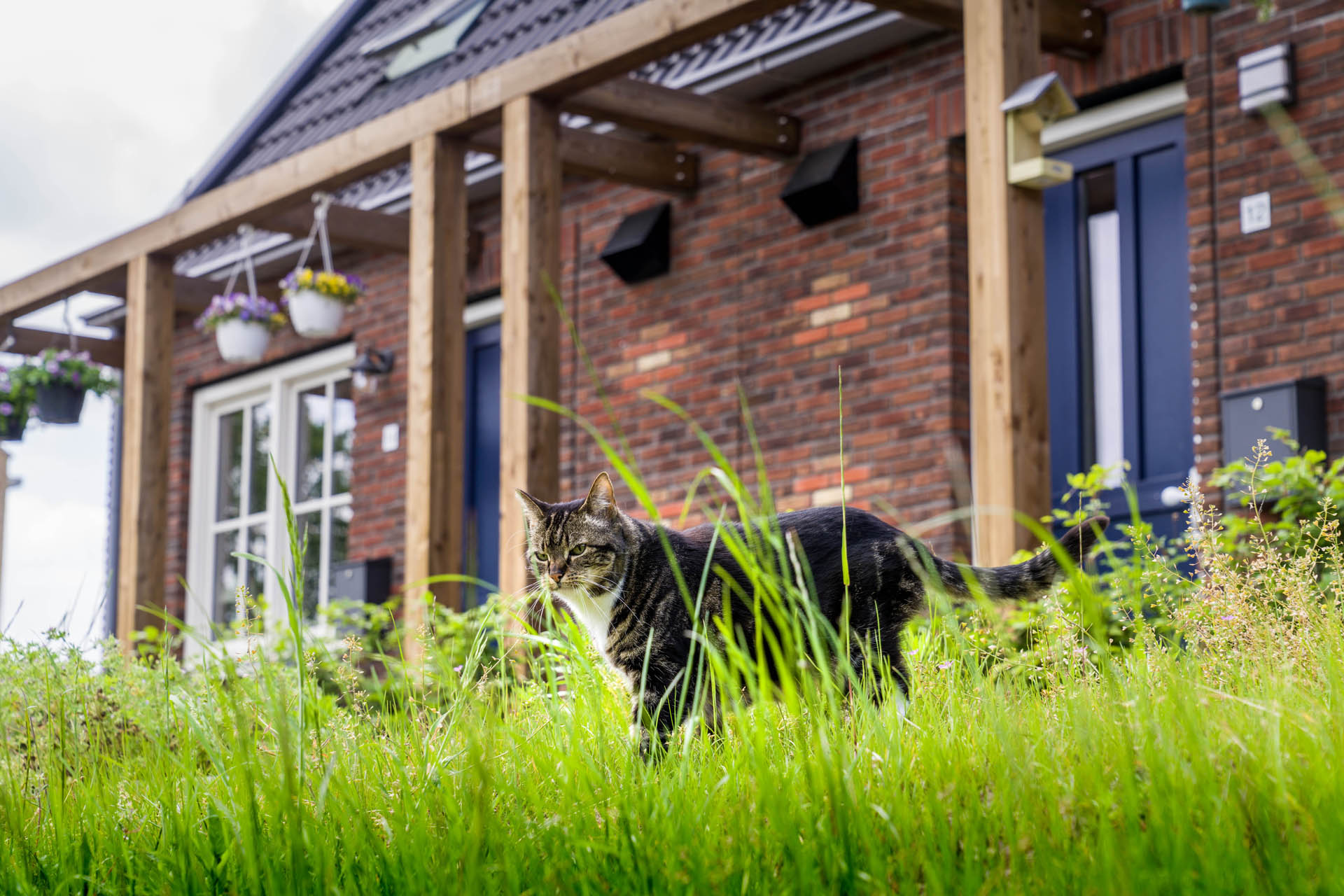 Detailfoto pergola's met kat - bij de woningen in Oosterwolde met een maatwerk Pergola aan de voorgevel
