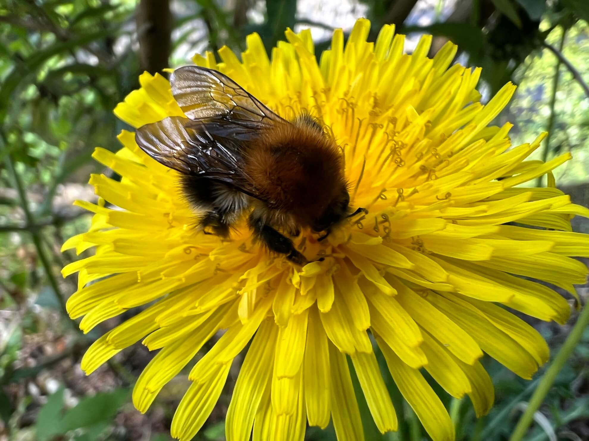 Honing-uit-eigen-tuin-Harderwijk-1