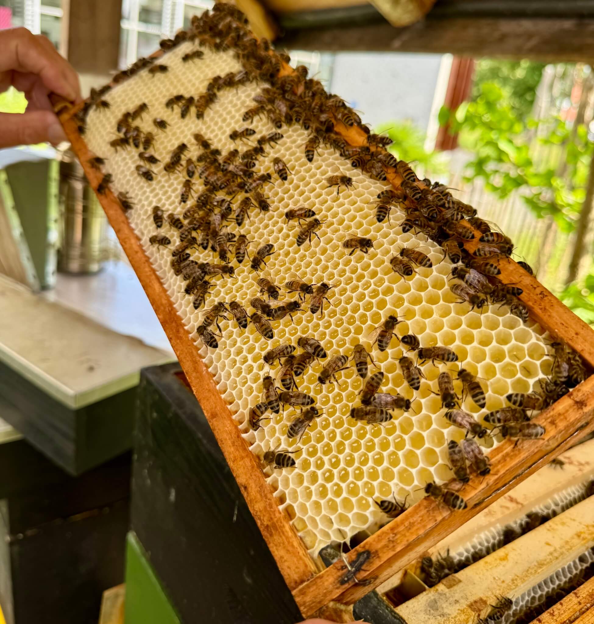 Honing-uit-eigen-tuin-Harderwijk-4