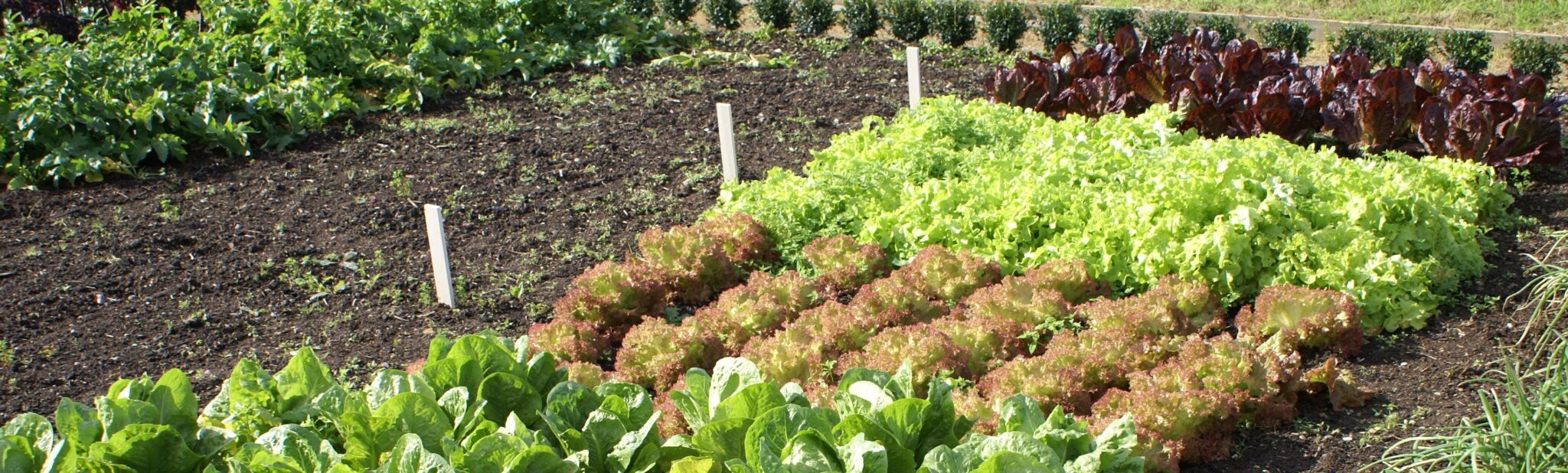 moestuin-2048x618