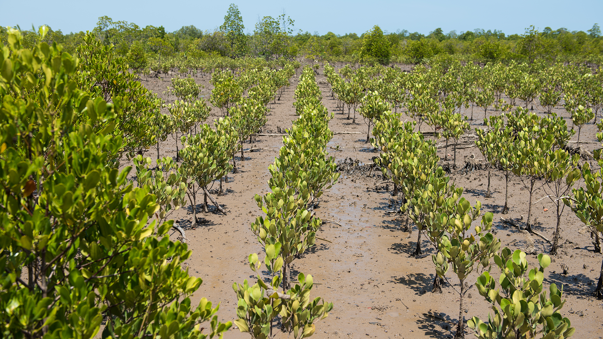 Photo: WWF Madagascar