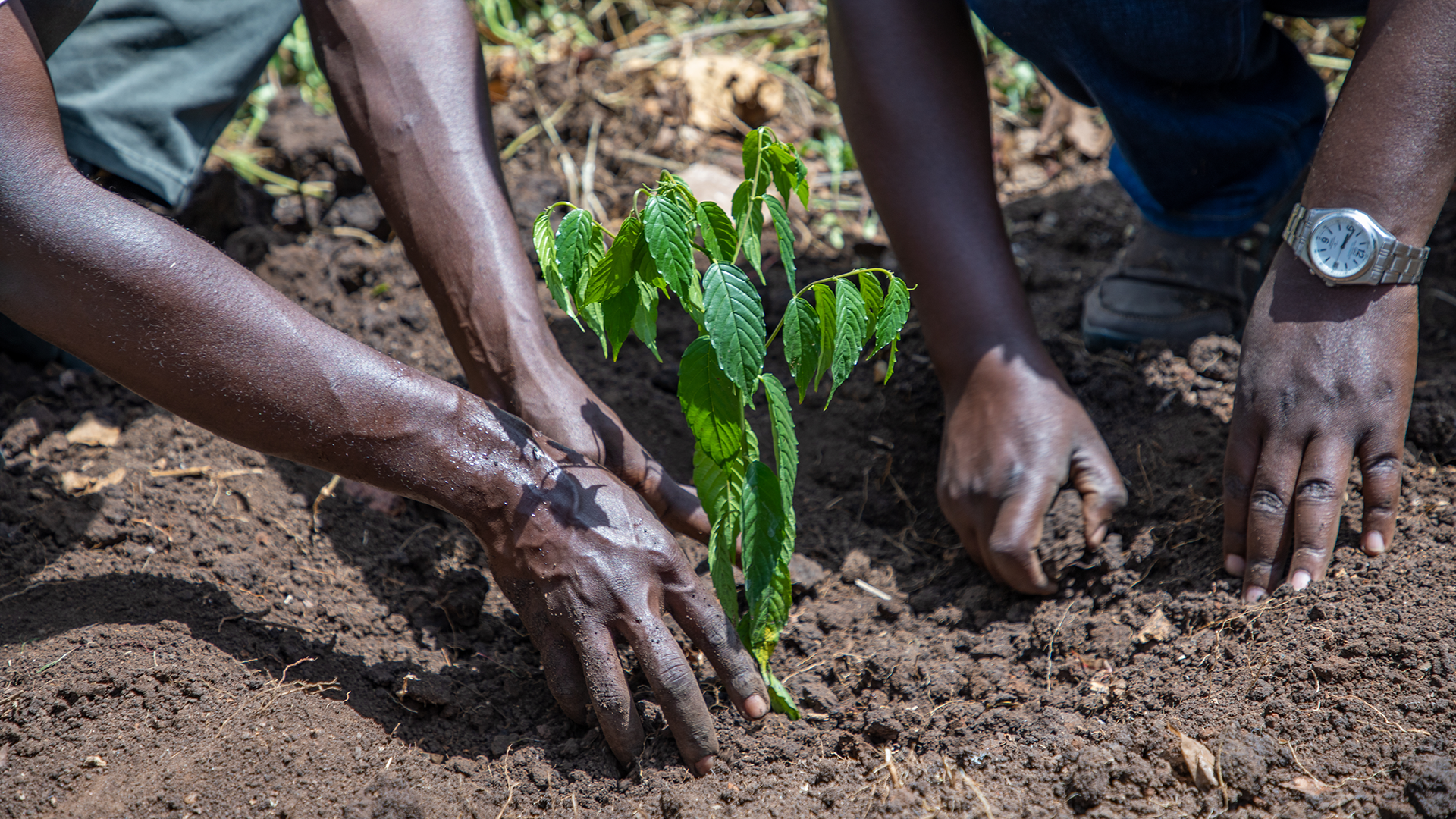 two men planting a tree sapling in the soil in uganda