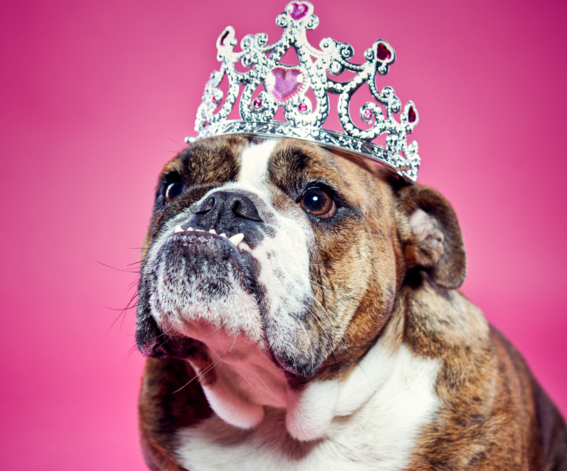 Bulldog wearing a crown