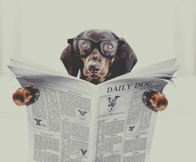 Dog reading newspaper