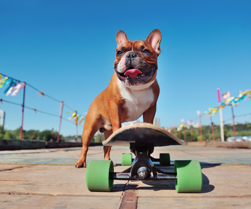 Dog skateboard 