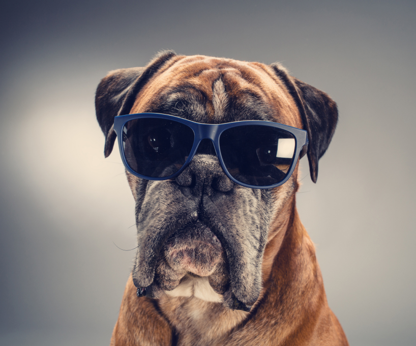 Dog wearing sunglasses 