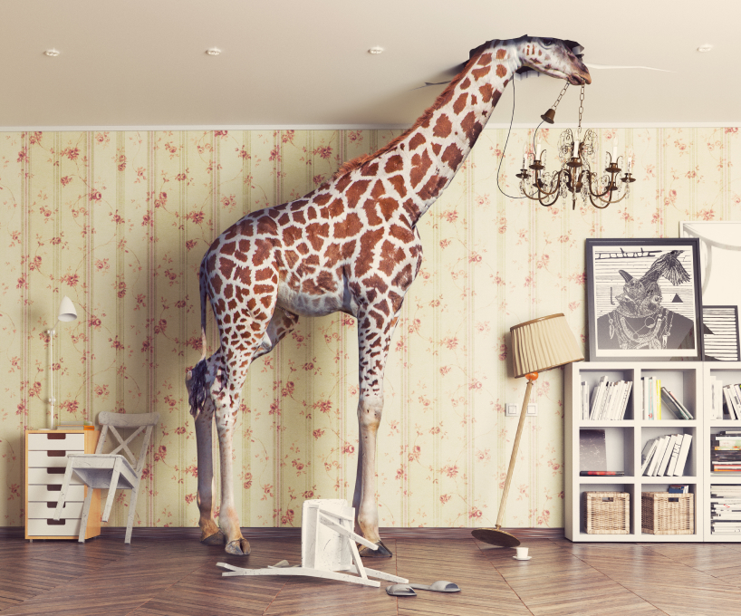 Giraffe in house 