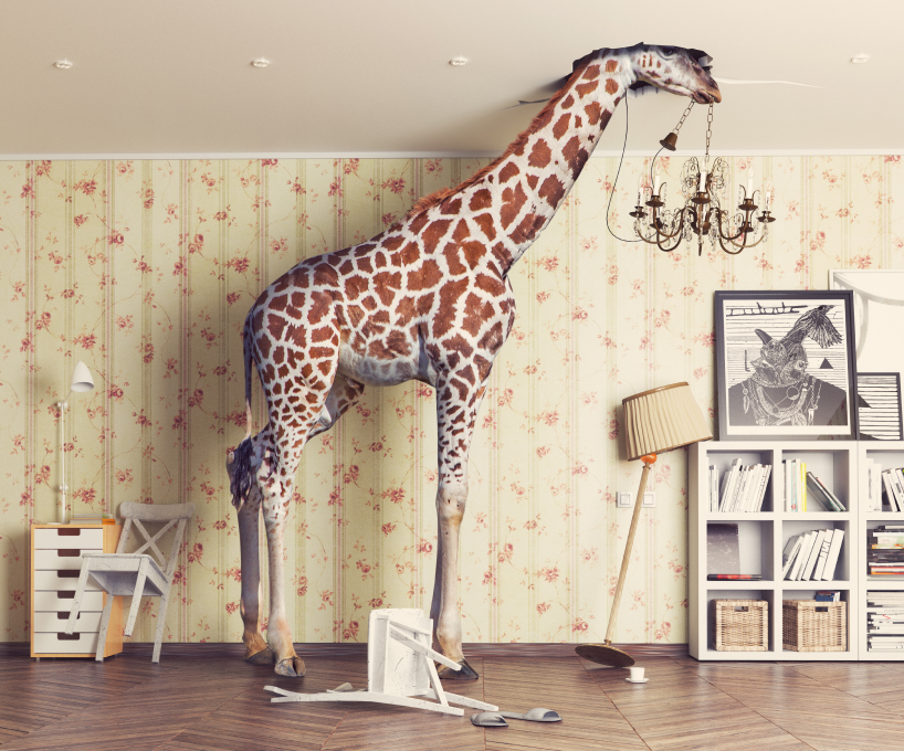 Giraffe in house