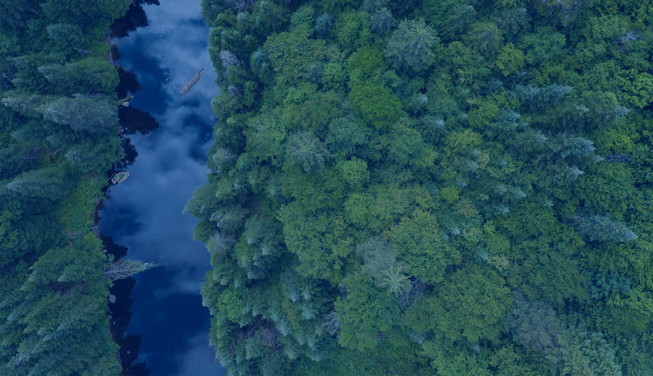 boreal-forrest_Areal-view