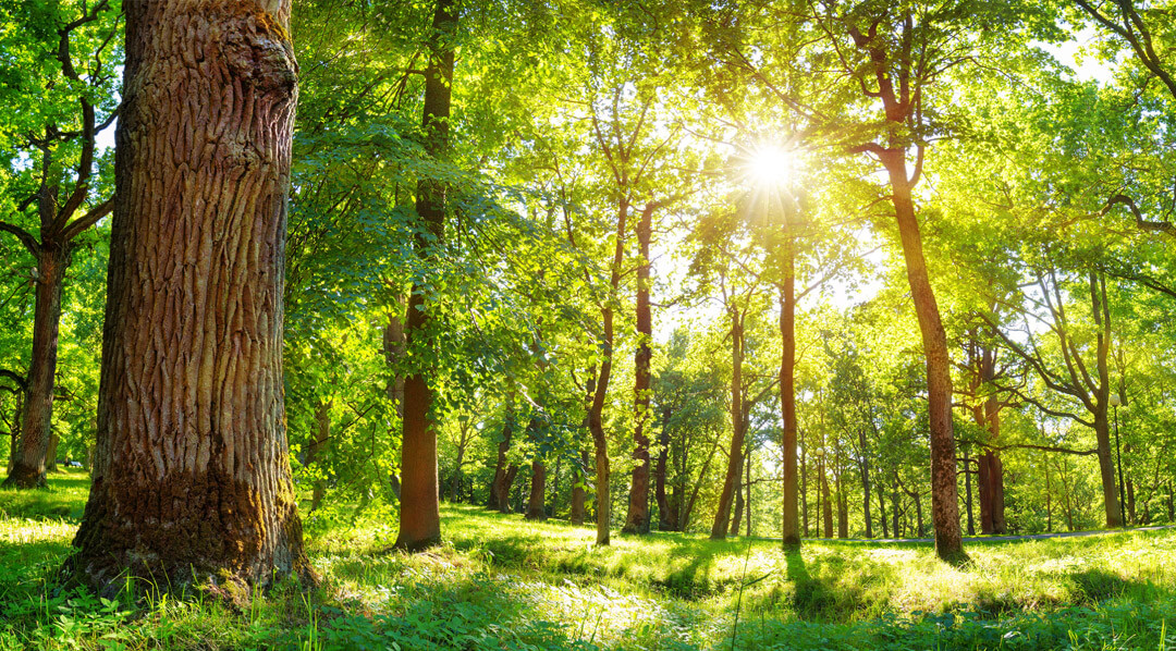 Sun light shining through a forest